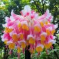 50 seeds Hanging Lobelia Color-Pink Yellow