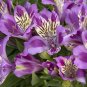 50 seeds Alstroemeria Pulchra PURPLE
