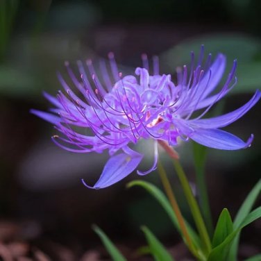 2 BULK Spider Lily - PURPLE