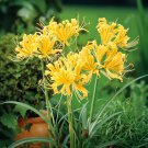 2 BULK Spider Lily - YELLOW