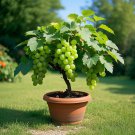50 SEEDS Colorful Potted Grape Tree Seeds - GREEN