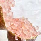 50 SEEDS Lemon Caviar Lemon Caviar Lemon Seeds red fingers