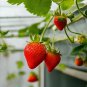 50 SEEDS Dwarf Strawberry Pot Plant Seeds