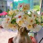 10 SEEDS Magic Rose of the Desert  yellow white