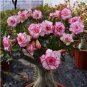 10 SEEDS Magic Rose of the Desert  pink #1