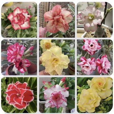 10 SEEDS Magic Rose of the Desert  mix