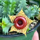 20 SEEDS Huernia Zebrina Lifesaver Rare Cactus Succulent