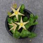 20 SEEDS Piaranthus R.Br. Asclepiadaceae succulent Flowering