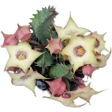 20 SEEDS Succulent Plants Huernia blyderiverensis