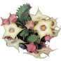 20 SEEDS Succulent Plants Huernia blyderiverensis