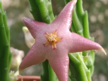 20 SEEDS Starfish Flower Stapelia divaricata Succulent