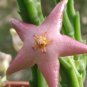 20 SEEDS Starfish Flower Stapelia divaricata Succulent