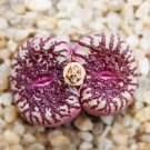 20 SEEDS Devil's Eye Rare Meatcone Amaranth Lithops Succulent