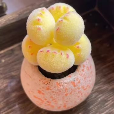 20 SEEDS Succulent Bear Claw Plant Bear Boy Yellow Bear Claw
