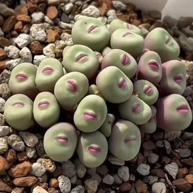 20 SEEDS Red Lips, Rare Succulents