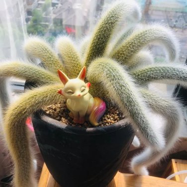20 SEEDS Nine-Tailed Fox Succulent