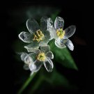 diphylleia Grayi seeds