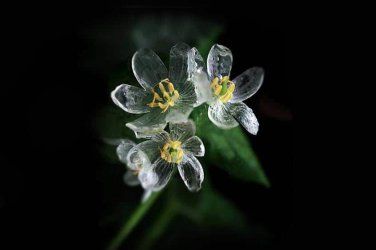 diphylleia Grayi seeds
