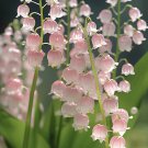 pink lily of the valley seeds