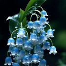 BLUE lily of the valley Seeds