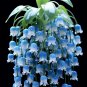BLUE lily of the valley Seeds