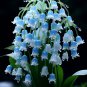 BLUE lily of the valley Seeds