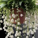 Lily of the Valley-Happiness is coming SEEDS