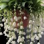 Lily of the Valley-Happiness is coming SEEDS