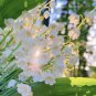 Lily of the Valley-Happiness is coming SEEDS