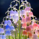 Colorful lily of the valley seeds