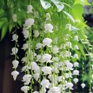 Lily of the Valley SEEDS