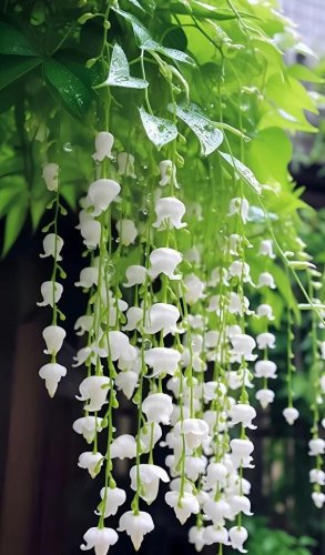 Lily of the Valley SEEDS