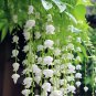 Lily of the Valley SEEDS