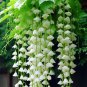 Lily of the Valley SEEDS
