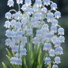 Blue Lily of the Valley - symbol of gratitude and eternal love SEEDS
