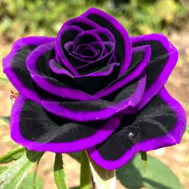 Lace black rose purple