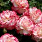 Rosa 'Cherry Parfait' Seeds