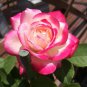 Rosa 'Cherry Parfait' Seeds