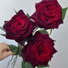Black Buck rose