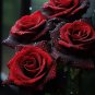 Black Buck rose