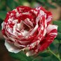 Rose 'Variegata di Bologna'