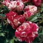 Dark Red White Rose Seeds