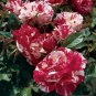Dark Red White Rose Seeds