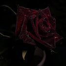 Black rose seeds Black Buck