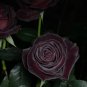 Black rose seeds Black Buck