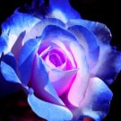 Rare Moon Rose Seeds