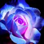 Rare Moon Rose Seeds