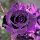 Rare Exotic Dark Purple Rose