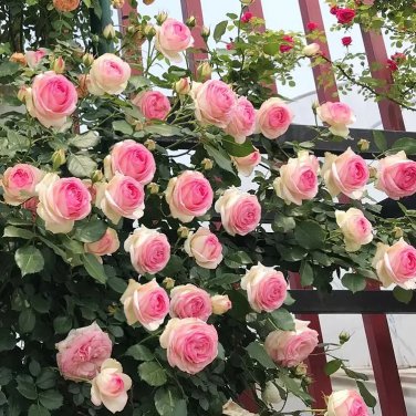 Pink Lonza Gemstone Seeds