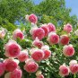 Pink Lonza Gemstone Seeds